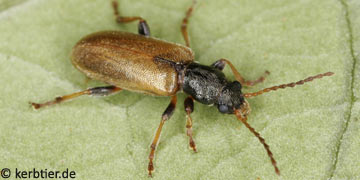 Orsodacne lineola