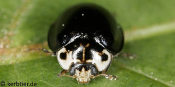 Oenopia impustulata