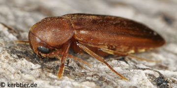 Phloiotrya vaudoueri