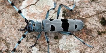 Rosalia alpina