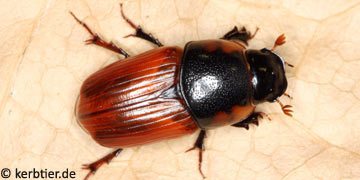 Aphodius scrutator