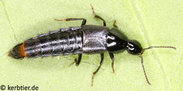 Acylophorus glaberrimus