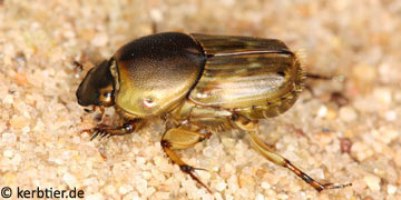 Euoniticellus fulvus