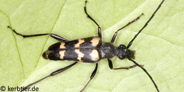 Judolia sexmaculata