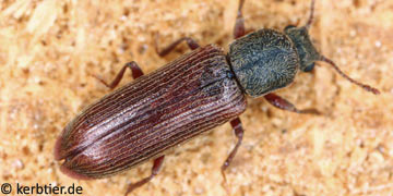 Lyctus pubescens