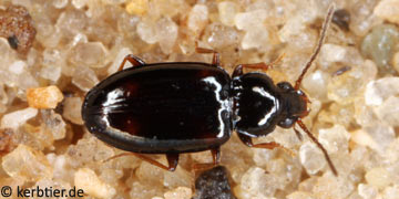 Elaphropus sexstriatus