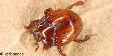 Hetaerius ferrugineus