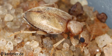 Anthicus bimaculatus