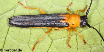 Oberea pupillata