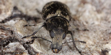 Phaeochrotes cinctus
