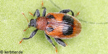 Rhynchaenus alni