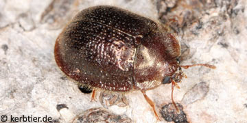 Thymalus limbatus