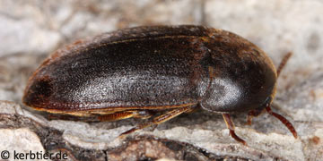 Eustrophus dermestoides