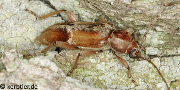 Trichoferus pallidus