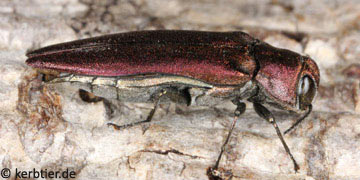 Agrilus sinuatus