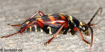 Leptura aurulenta