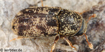 Pteleobius kraatzi