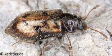 Phloiophilus edwardsii