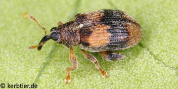 Rhynchaenus lonicerae