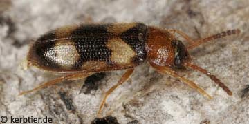 Mycetophagus fulvicollis