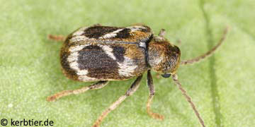 Hedobia regalis