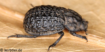 Trox perlatus