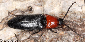 Ischnodes sanguinicollis