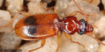 Lasiotrechus discus