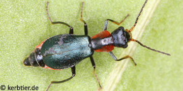 Cyrtosus ovalis