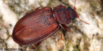 Enicmus testaceus