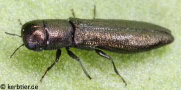 Cylindromorphus filum