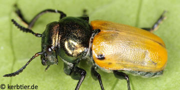 Labidostomis lucida