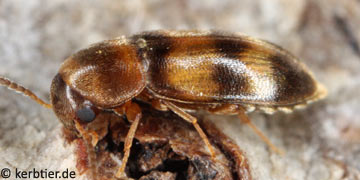 Abdera quadrifasciata