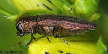 Agrilus hyperici