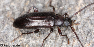 Allecula rhenana