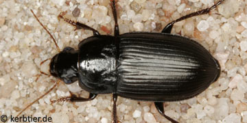 Harpalus melancholicus