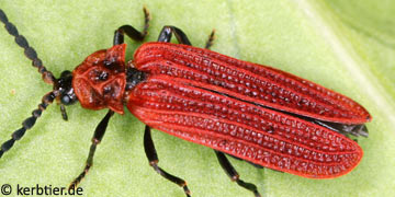 Benibotarus taygetanus