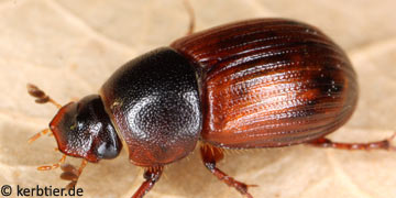 Aphodius zenkeri