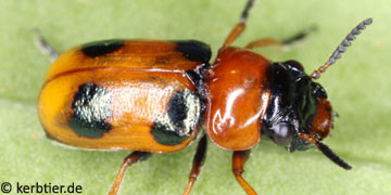 Coptocephala unifasciata