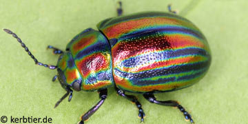 Chrysolina cerealis