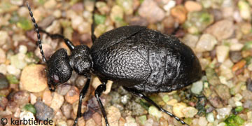 Meloe rugosus