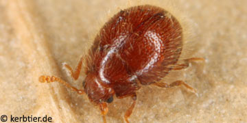 Sphaerosoma piliferum