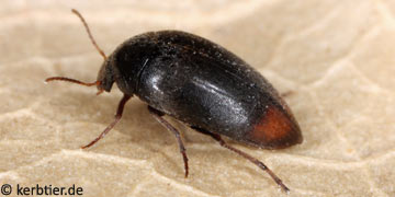 Eucinetus haemorrhoidalis