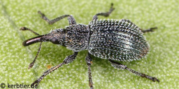 Phrissotrichum rugicolle