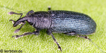 Mecinus janthinus