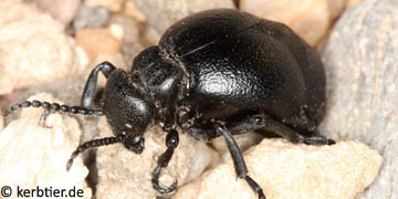 Meloe scabriusculus