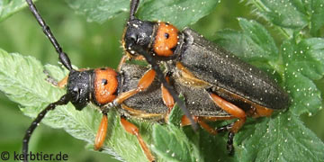 Phytoecia nigripes