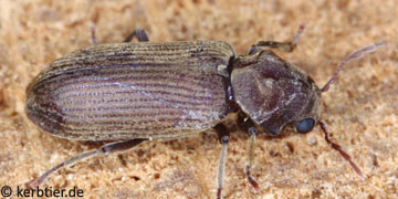 Anobium emarginatum