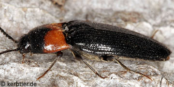 Ampedus sinuatus