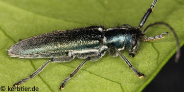 Agapanthia intermedia